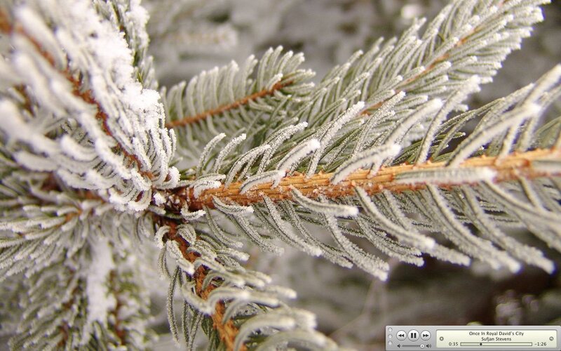 Frost-covered Pine Branch — Green, Cold