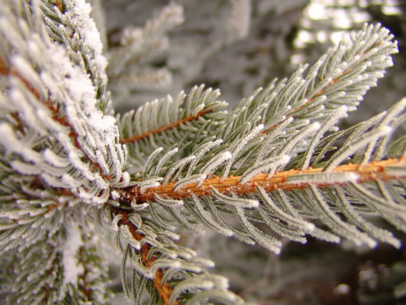 Frost-covered Pine Branch — Green, Cold, Winter, Photograph, Pine Needles, Frost, White