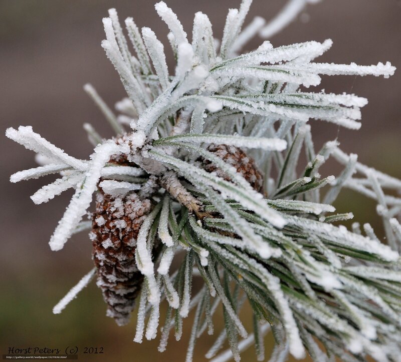 Frost-covered Pine Branch — Green, Cold, Winter, Photograph, Pine Needles, Pinecone