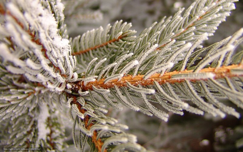 Frost-covered Pine Branch — Green, Cold, Winter, Photograph, Pine Needles