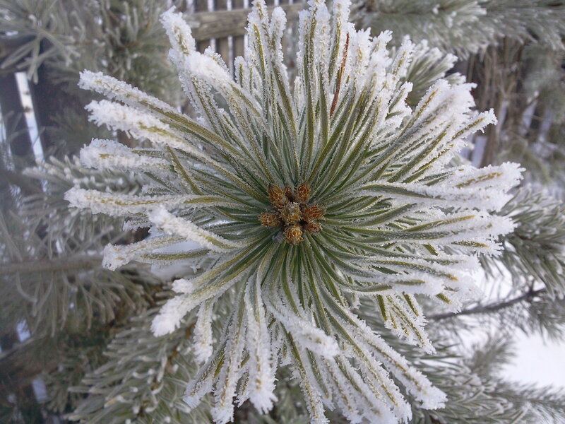 Frost-covered Pine Branch — Green, Cold, Winter, Photograph