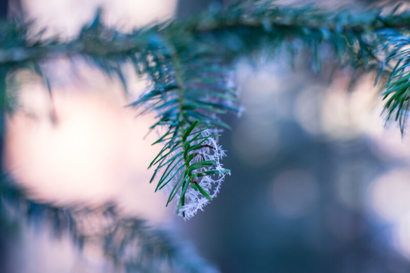 Frost-covered Pine Branch — Green, Serene
