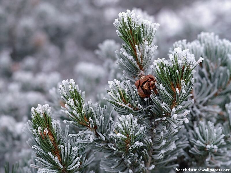 Frost-covered Pine Branch — Green