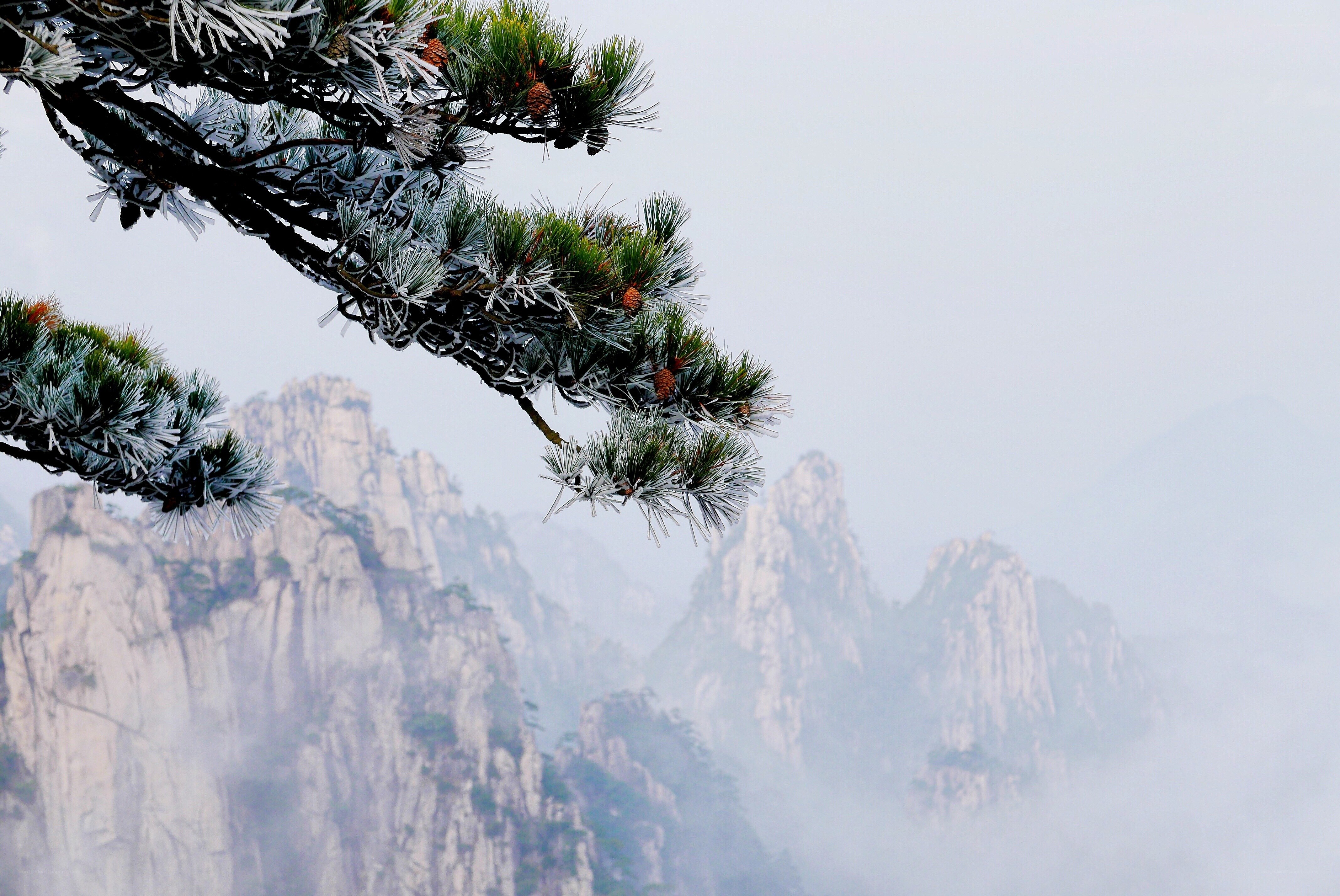 Frost-covered pine branch in misty mountains