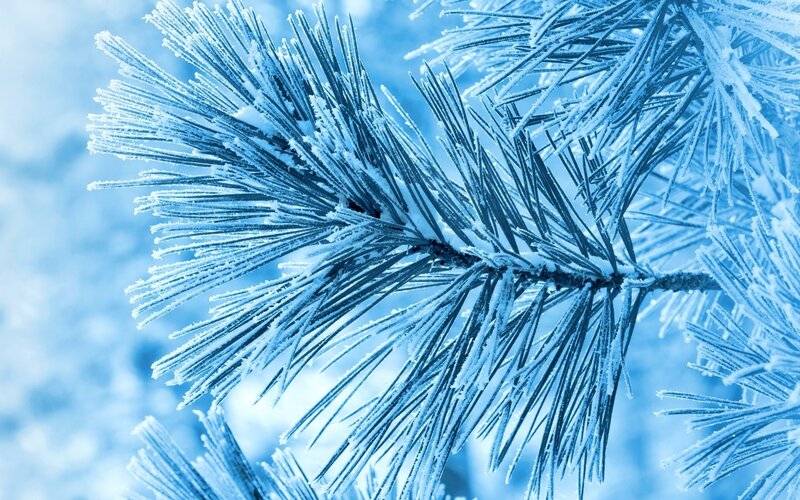 Frost-covered Pine Branch — Pine Needles