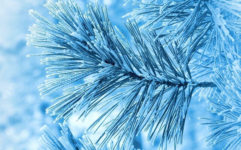 Frost-covered Pine Branch — Snow