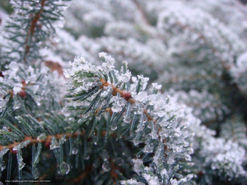 Frost-covered pine branch