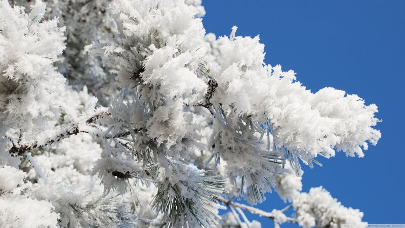 Frost-covered Pine Branch — White, Cold