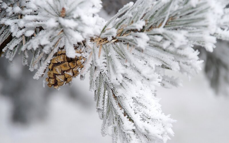 Frost-covered Pine Branch — White, Cold, Winter, Photograph, Pine Cone