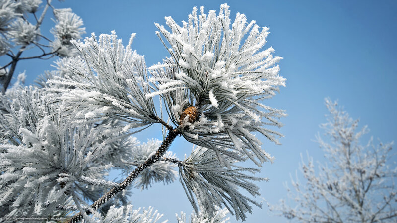 Frost-covered Pine Branch — White, Cold, Winter, Photograph, Pine Needles, Cone