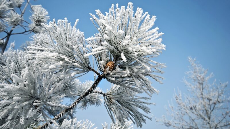 Frost-covered Pine Branch — White, Cold, Winter, Photograph, Pine Needles, Pine Cone