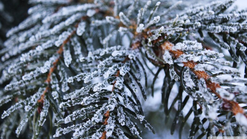 Frost-covered Pine Branch — White, Cold, Winter, Photograph, Pine Needles