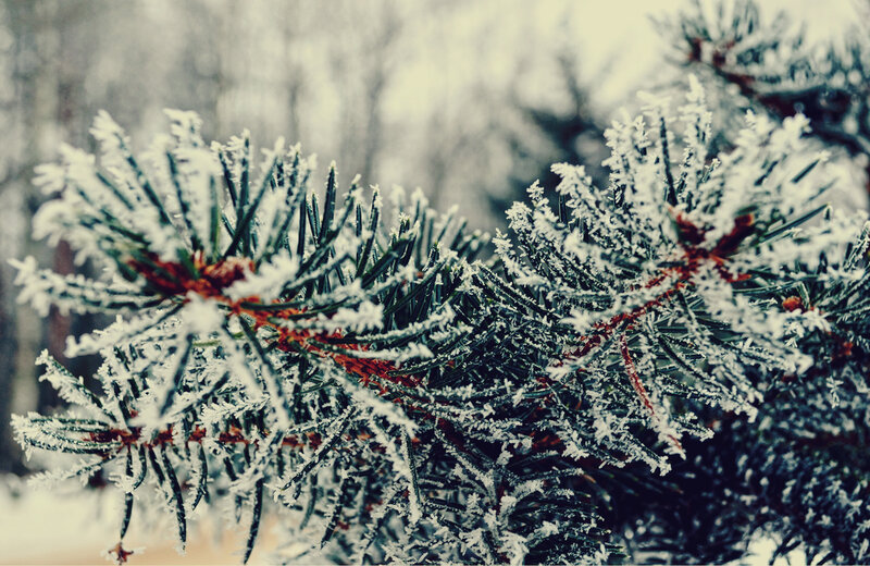 Frost-covered Pine Branch — White, Cold, Winter, Photograph, Snow