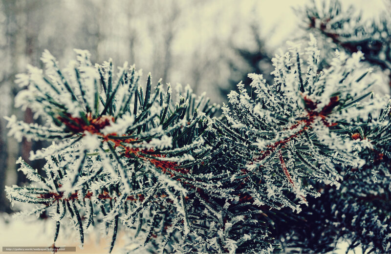 Frost-covered Pine Branch — White, Cold, Winter, Photograph, Snow, Trees