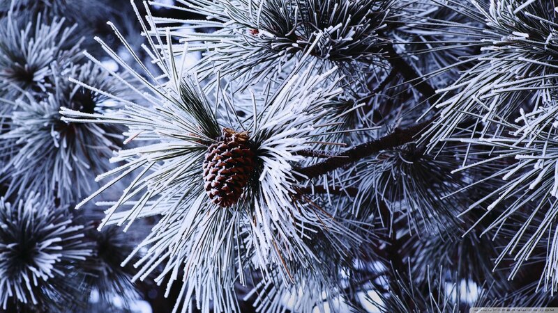 Frost-covered Pine Branch — White, Cold, Winter, Photograph