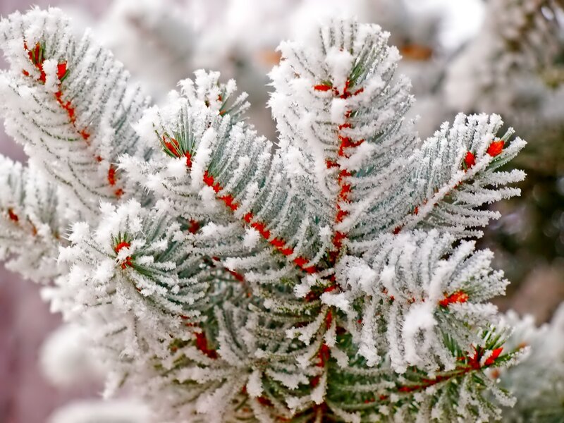 Frost-covered Pine Branch — White, Cold, Winter
