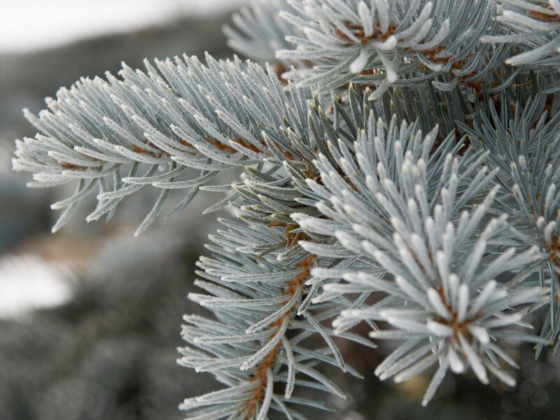 Frost-covered Pine Branch — White
