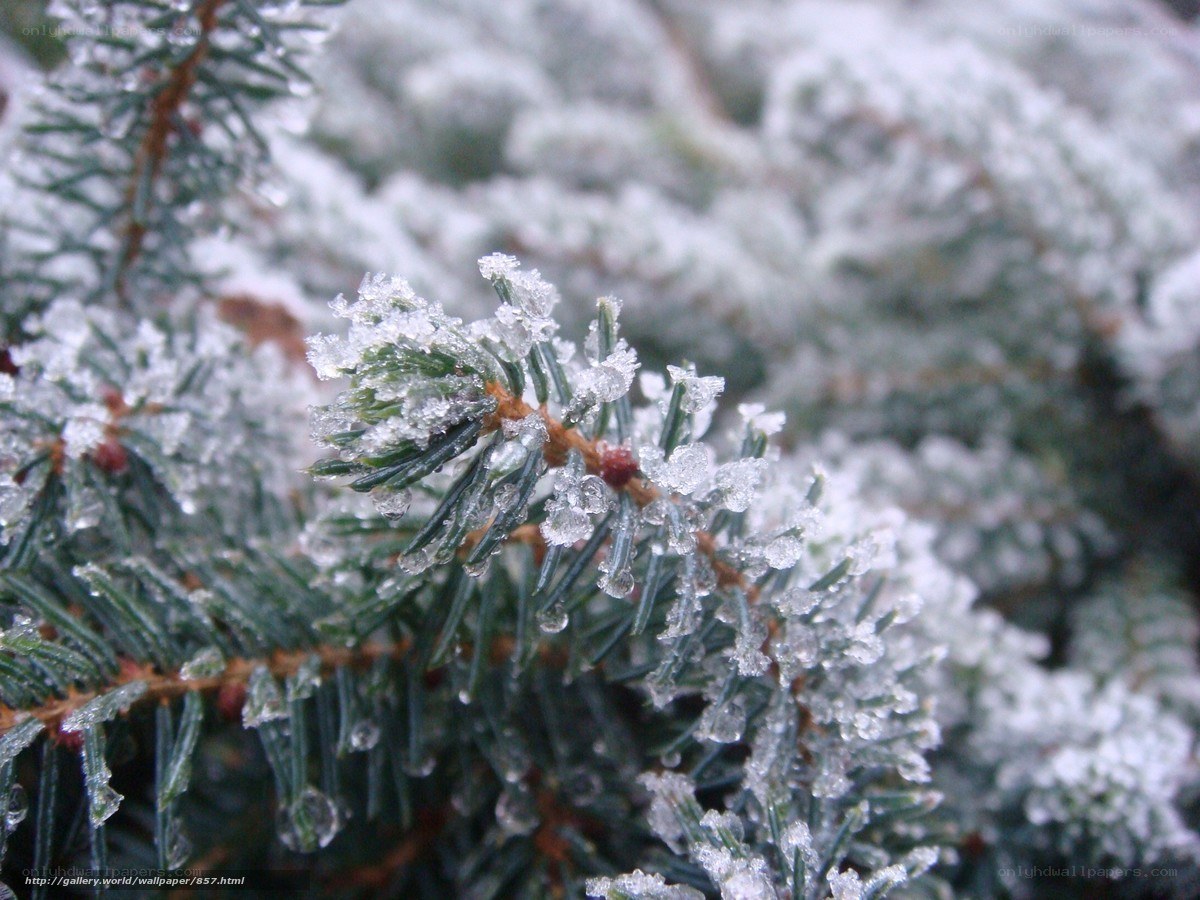 Frost-covered pine branch
