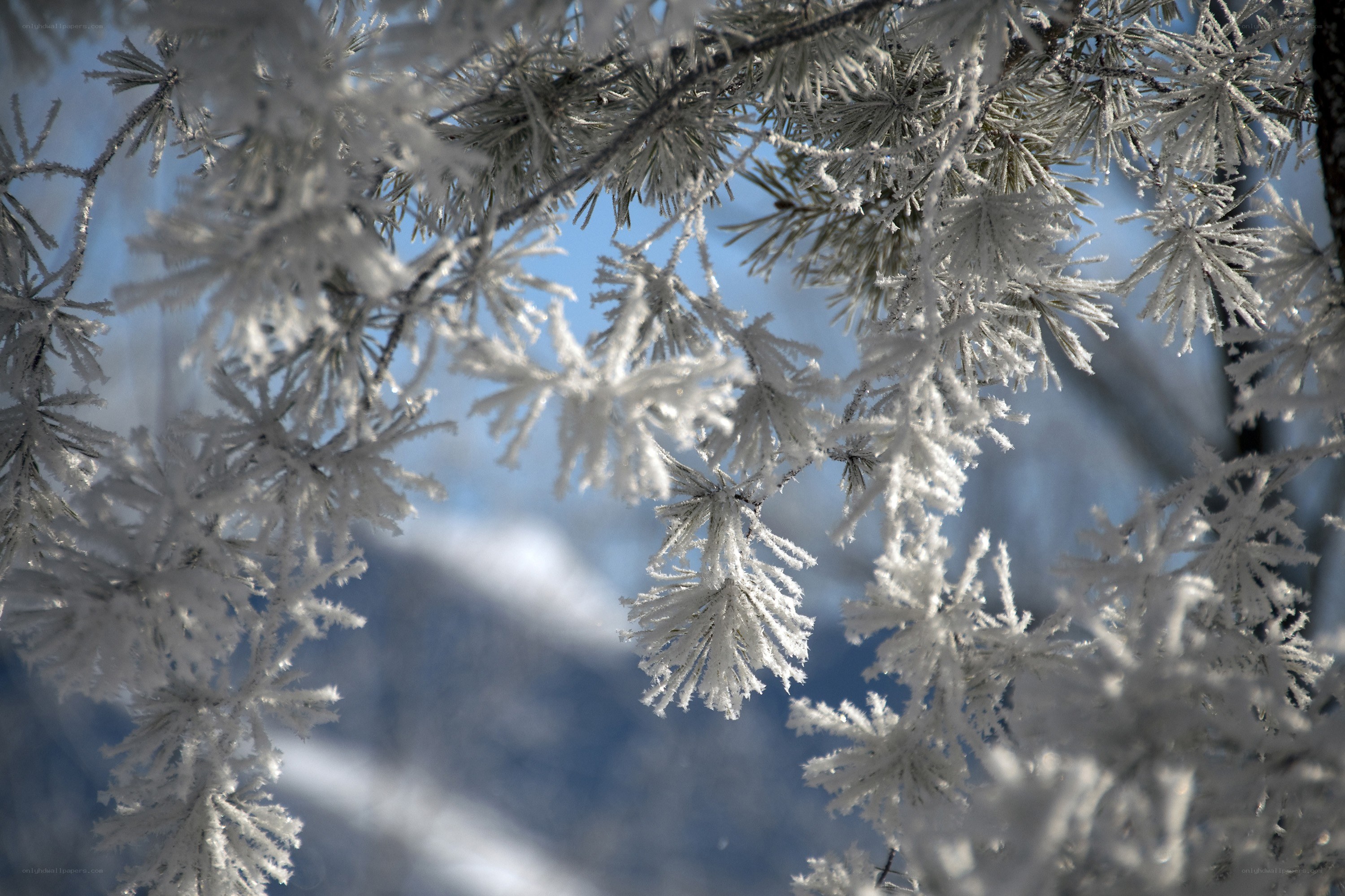 Frost-covered pine branches