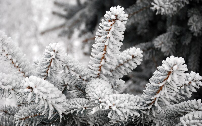 frost-covered pine branches