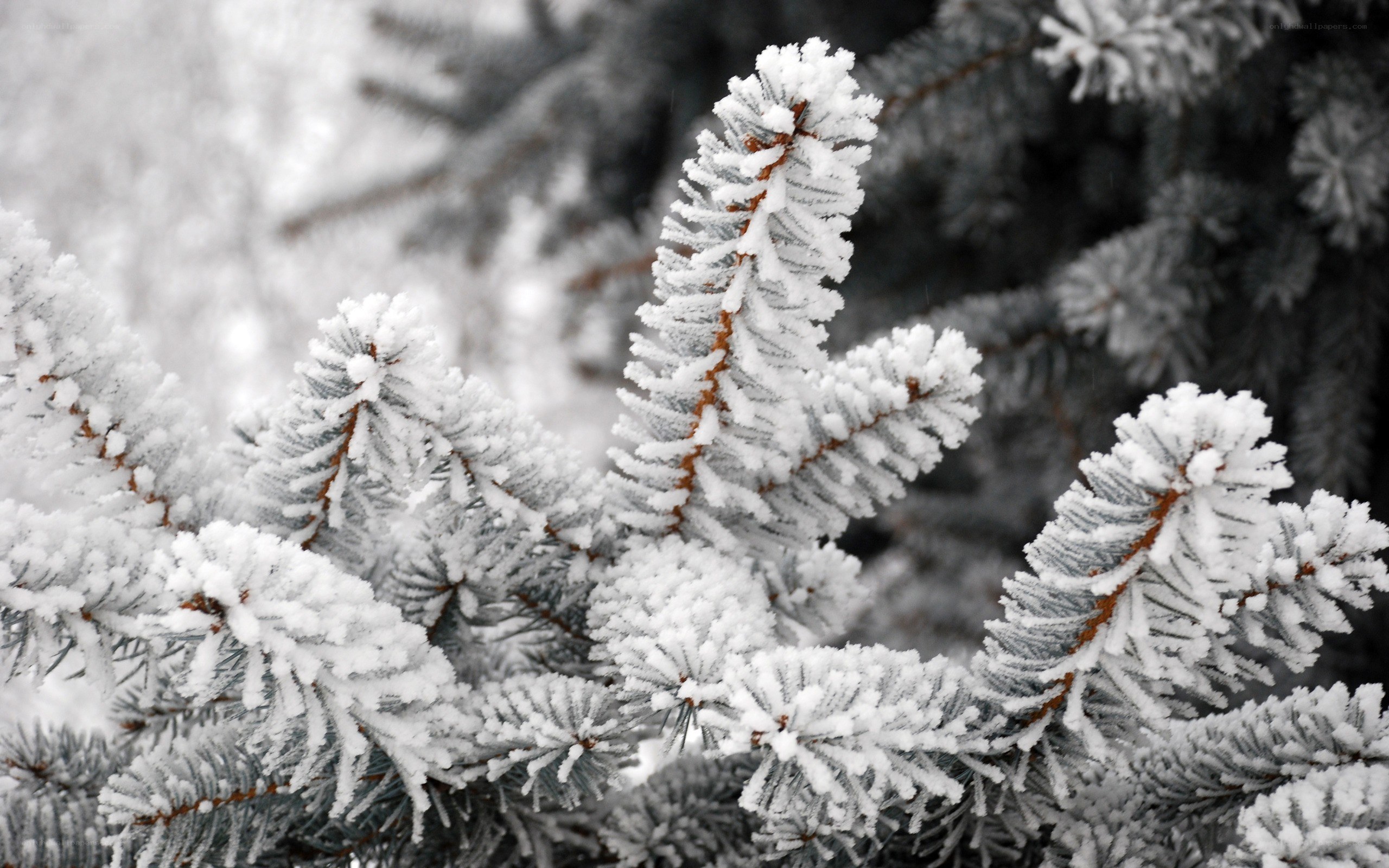 frost-covered pine branches