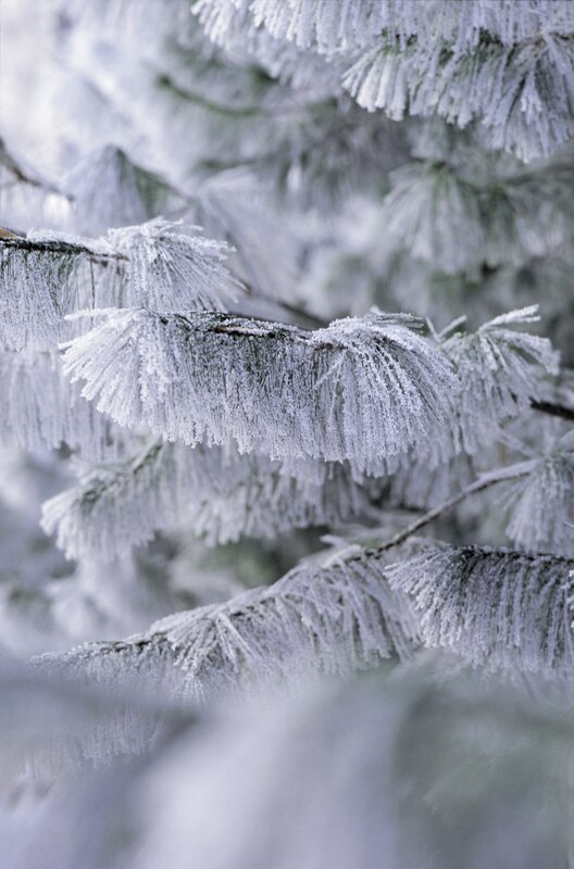 Frost-covered pine branches