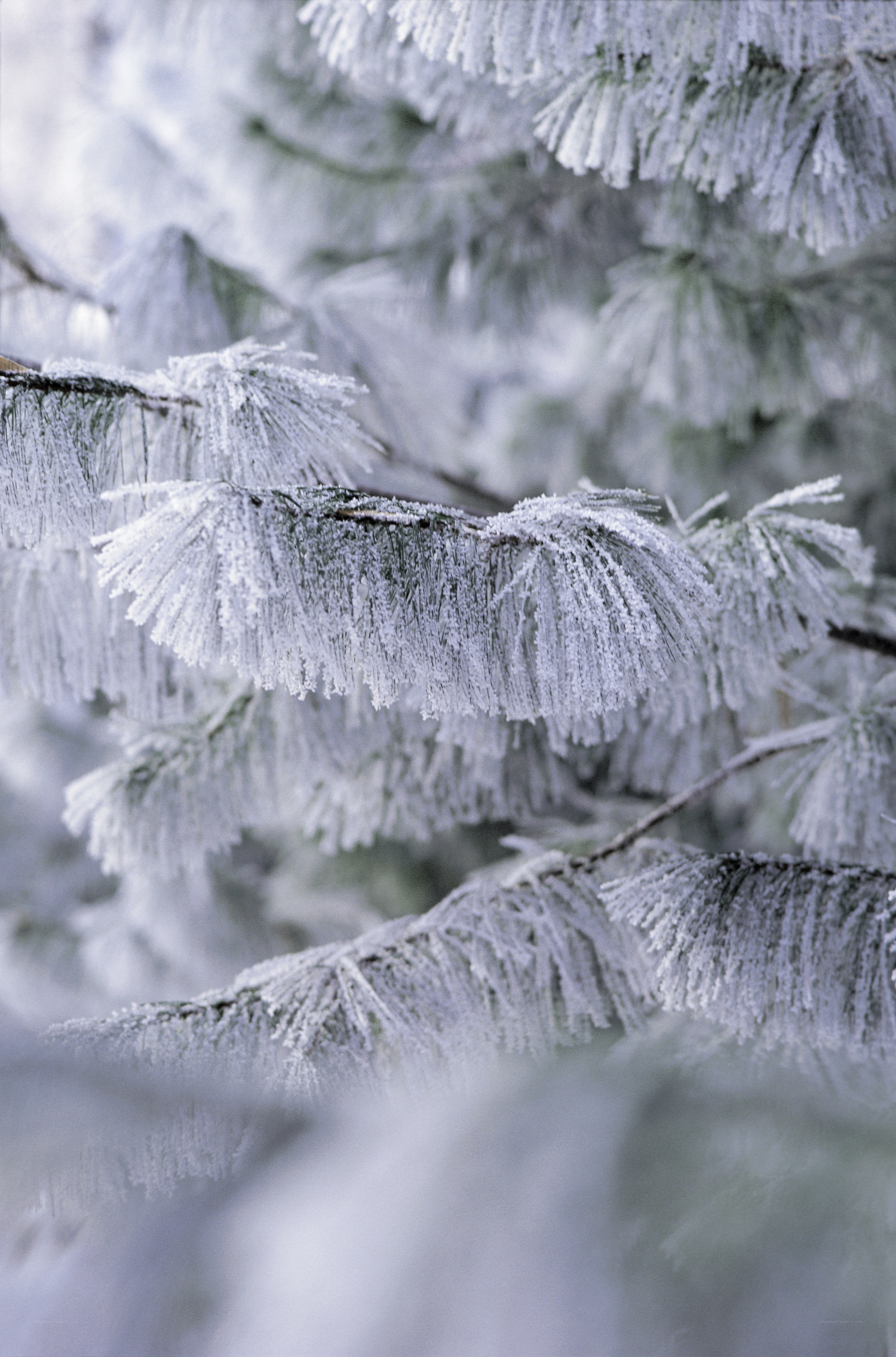 Frost-covered pine branches