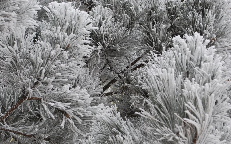 frost-covered pine branches