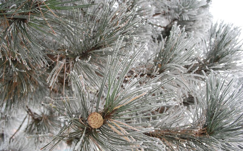 frost-covered pine branches