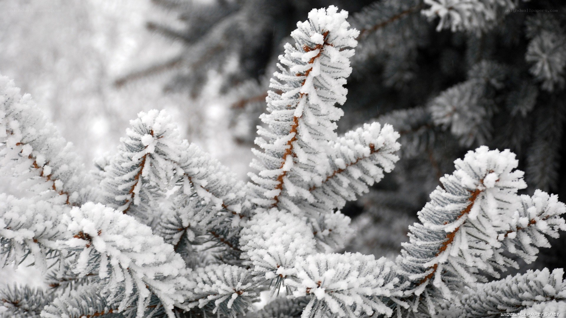 frost-covered pine branches