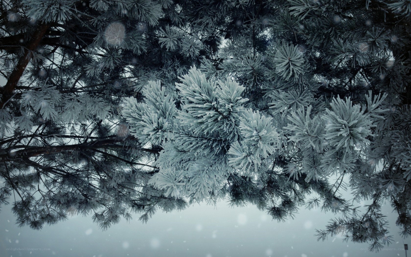 frost-covered pine branches