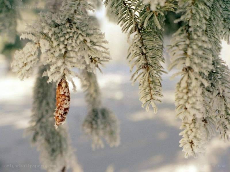 Frost-covered pine branches