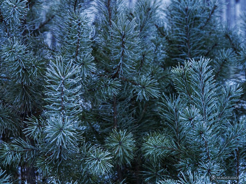 frost-covered pine branches