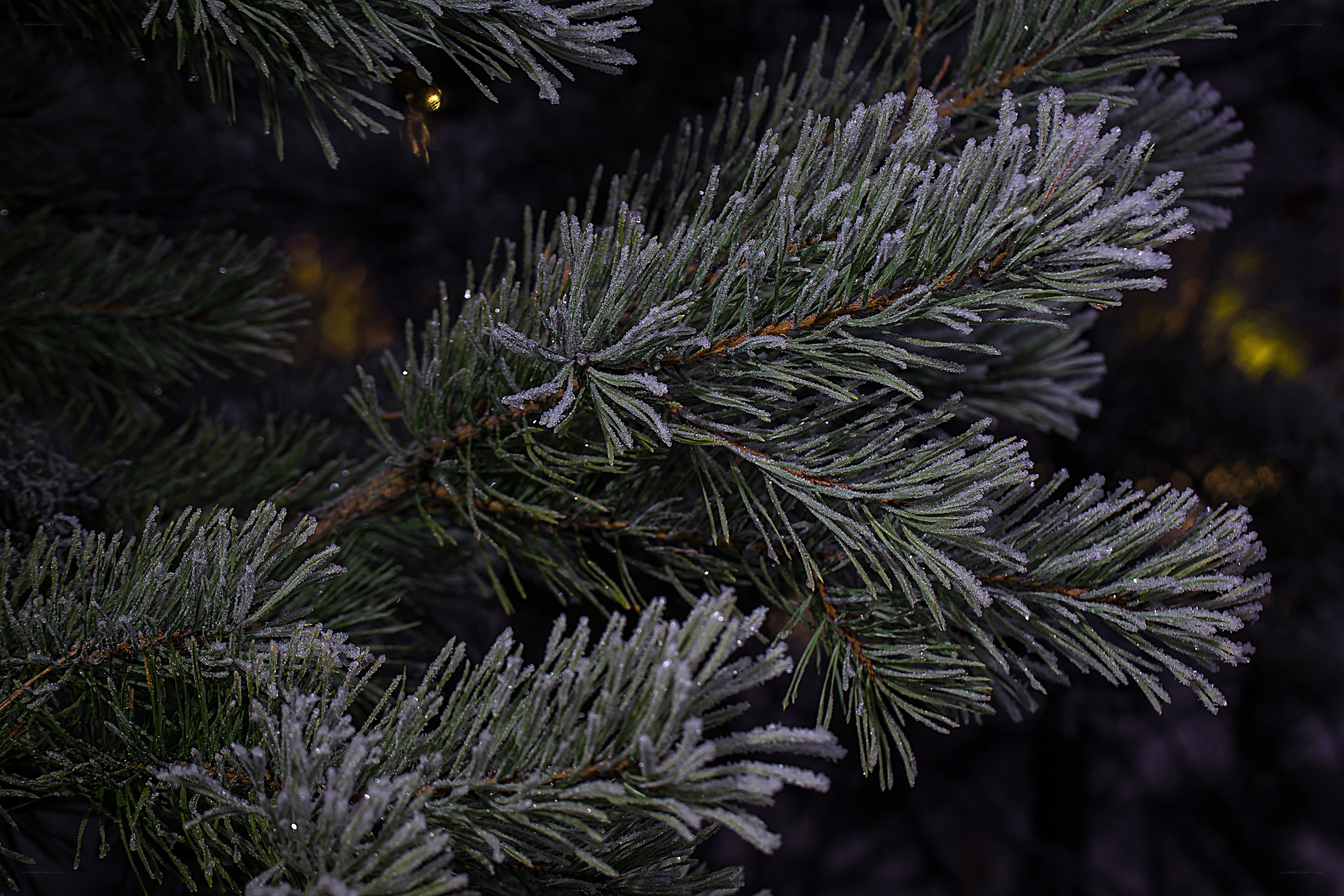 frost-covered pine branches