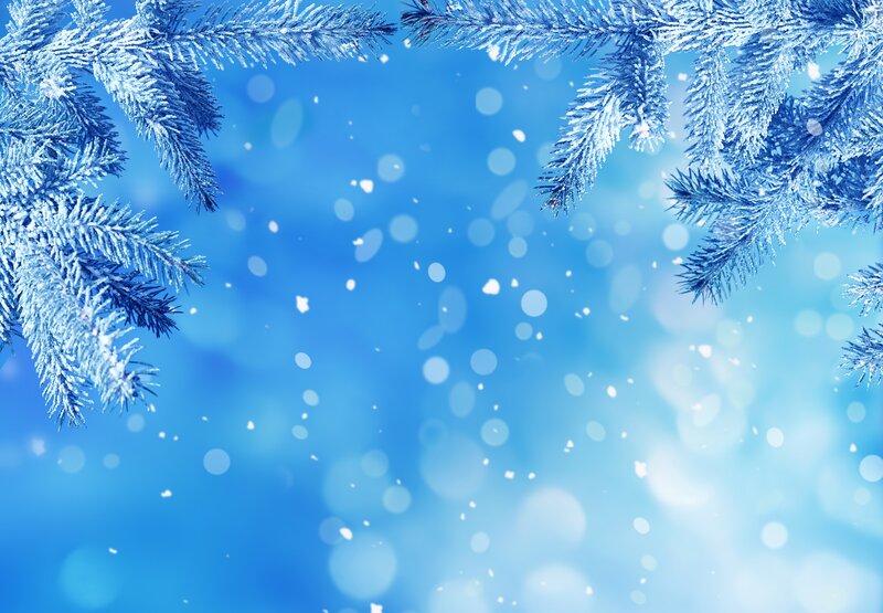 Frost-covered Pine Branches — Blue, Calm