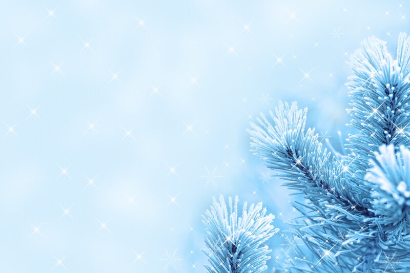 Frost-covered Pine Branches — Blue, Calm, Winter, Photograph