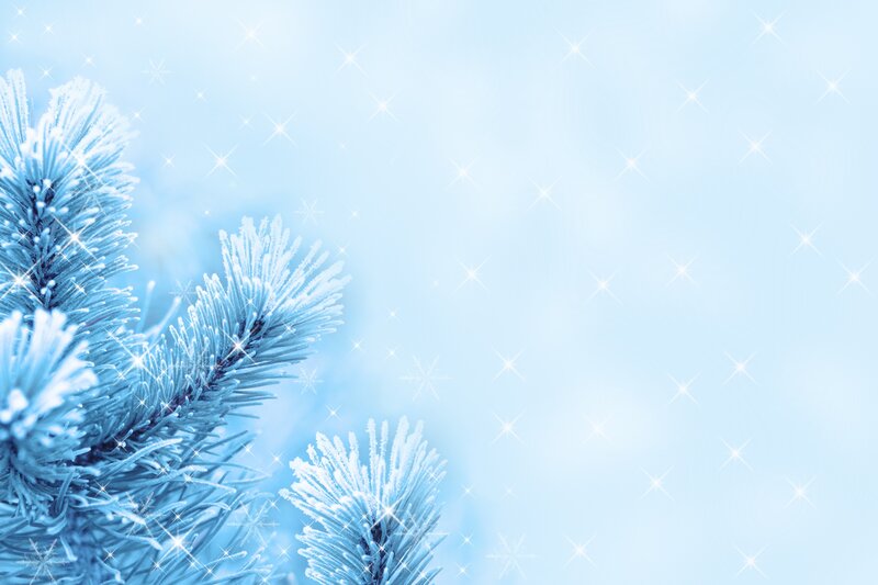 Frost-covered Pine Branches — Blue, Calm, Winter