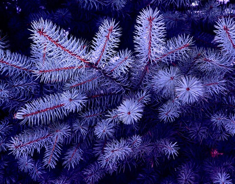 Frost-covered Pine Branches — Blue, Cold