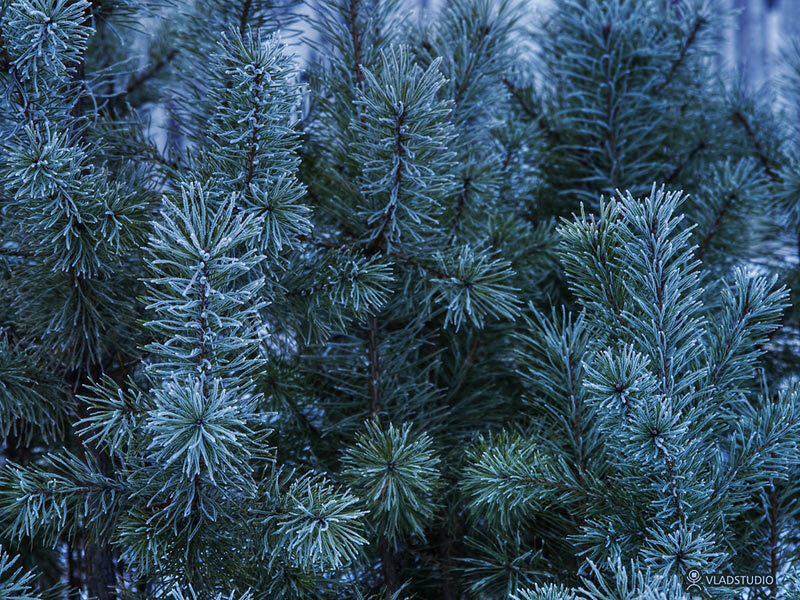 Frost-covered Pine Branches — Blue, Cold, Winter, Photograph, Pine Needles
