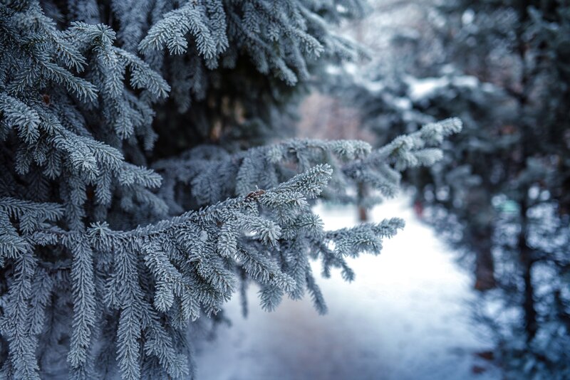 Frost-covered Pine Branches — Blue, Cold, Winter, Photograph, Snow