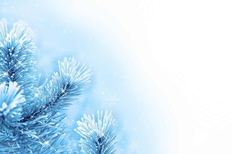 Frost-covered Pine Branches — Blue, Cold, Winter, Photograph, Snowflakes