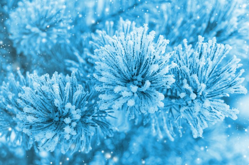Frost-covered Pine Branches — Blue, Cold, Winter, Photograph