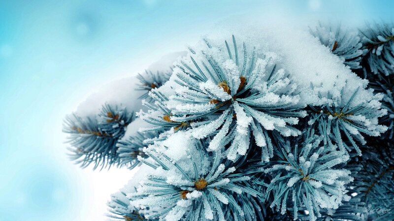 Frost-covered Pine Branches — Blue, Cold, Winter