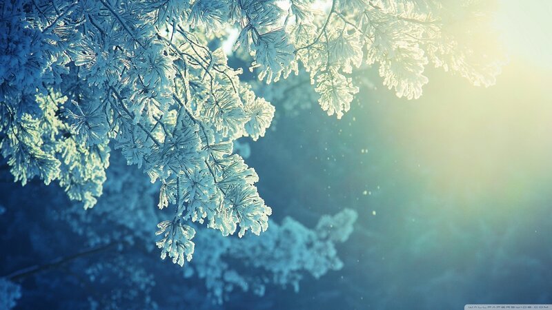 Frost-covered Pine Branches — Blue, Serene