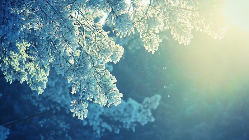 Frost-covered Pine Branches — Blue, Serene, Winter, Photograph, Sunlight