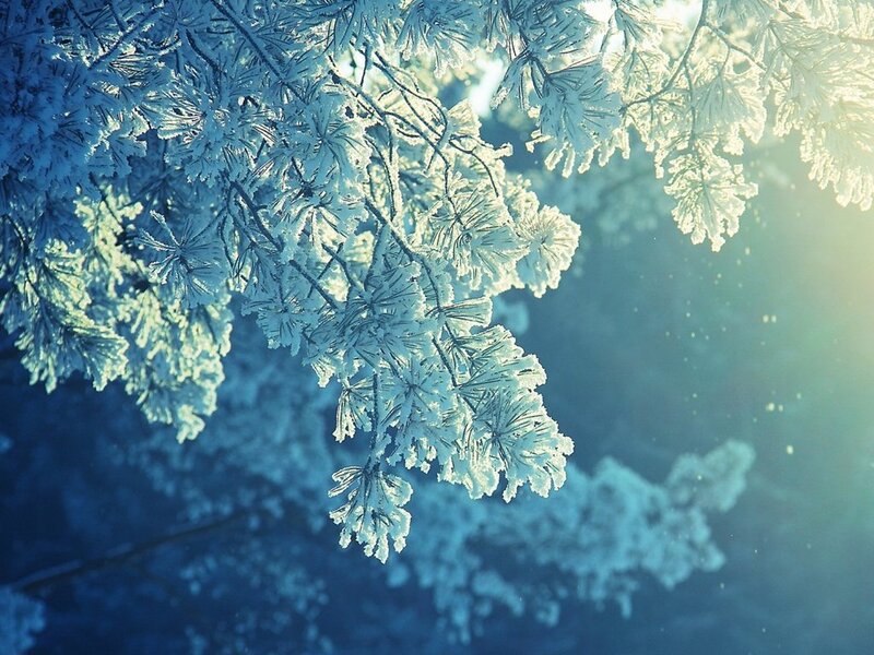 Frost-covered Pine Branches — Blue, Serene, Winter, Photograph