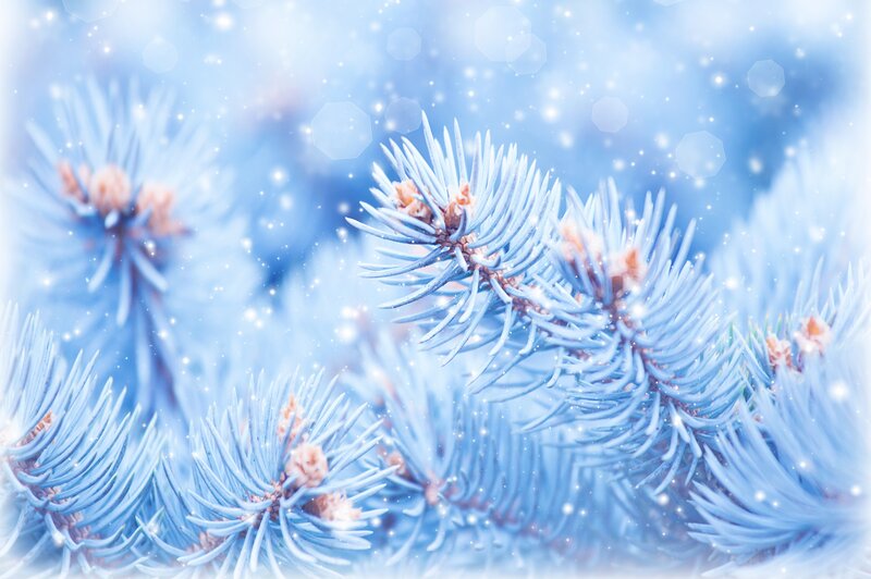 Frost-covered Pine Branches — Blue, Serene, Winter