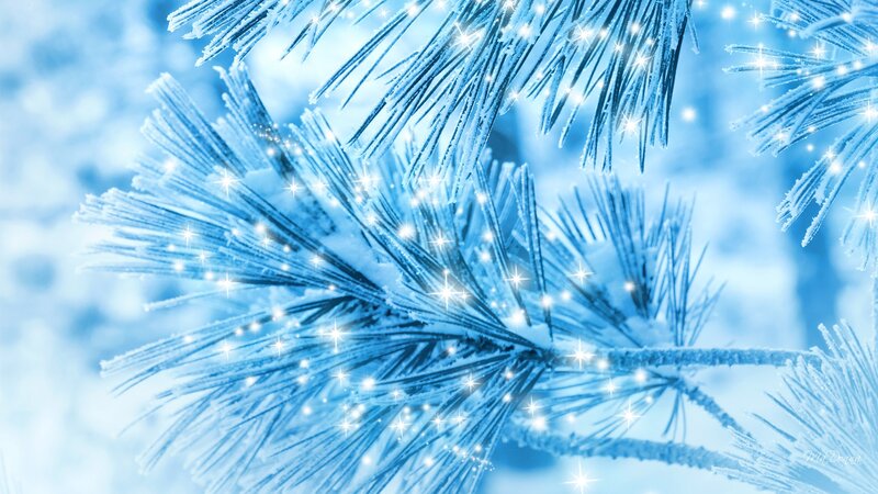 Frost-covered Pine Branches — Blue