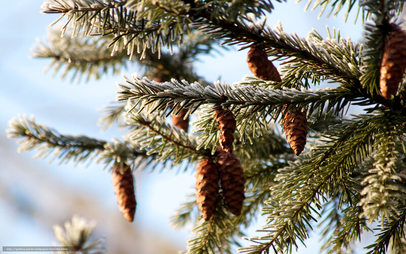 Frost-covered Pine Branches — Green, Calm