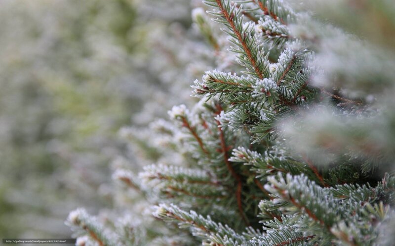 Frost-covered Pine Branches — Green, Calm, Winter